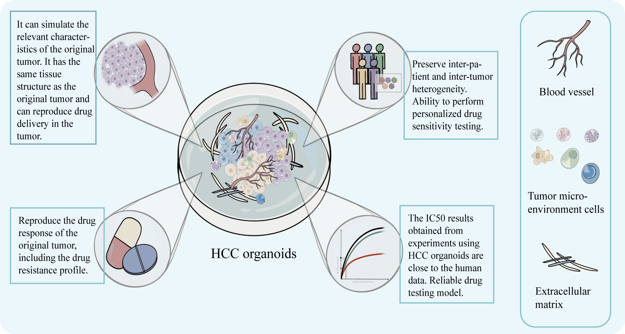Opportunities and challenges of hepatocellular carcinoma organoids for targeted drugs sensitivity screening.